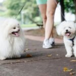 Two fluffy white dogs being walked by an adult on a sunny day in the park.