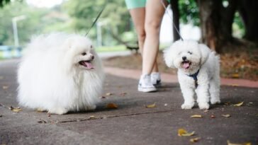 Two fluffy white dogs being walked by an adult on a sunny day in the park.