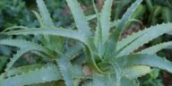 Aloe Vera Uses for Skin Hair and Health You Should Know