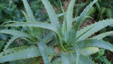 Aloe Vera Uses for Skin Hair and Health You Should Know