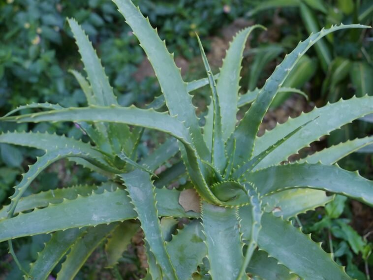 Aloe Vera Uses for Skin Hair and Health You Should Know