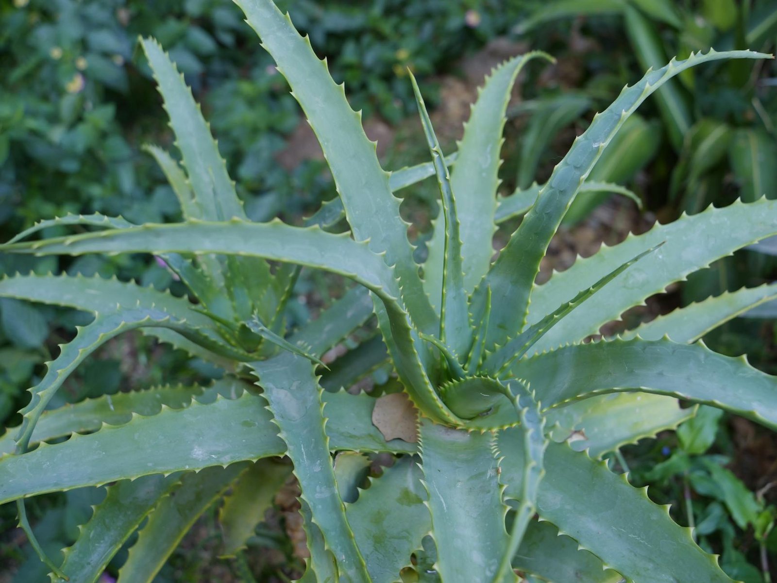 Aloe Vera Uses for Skin Hair and Health You Should Know