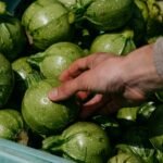 A close-up of a hand selecting round zucchini from a market crate, showcasing fresh produce.