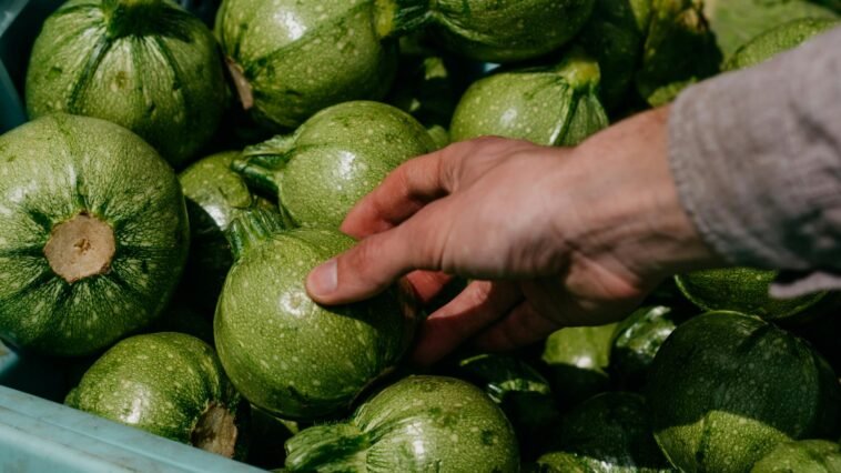 A close-up of a hand selecting round zucchini from a market crate, showcasing fresh produce.