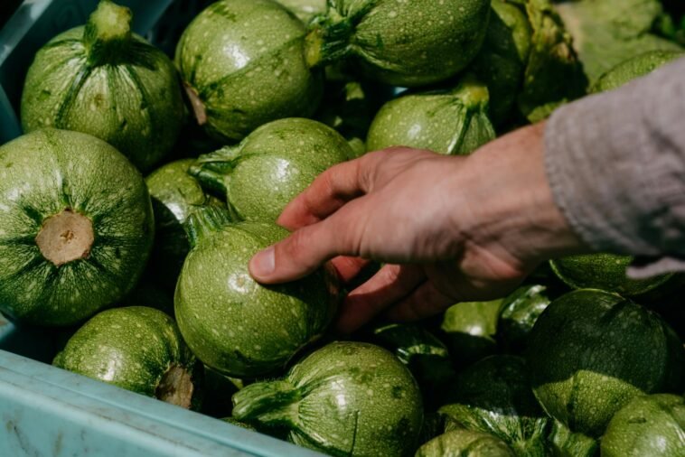 A close-up of a hand selecting round zucchini from a market crate, showcasing fresh produce.