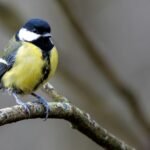 Close-up of a Great Tit bird perched on a branch in its natural habitat.