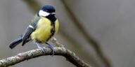 Close-up of a Great Tit bird perched on a branch in its natural habitat.