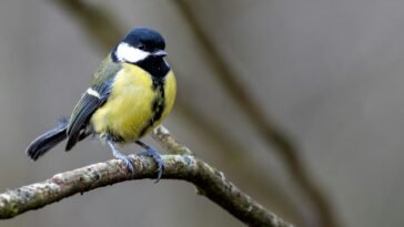 Close-up of a Great Tit bird perched on a branch in its natural habitat.